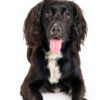 BUGALUGS Dog Shampoo Conditioner for All Breeds-3