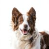 Senproco Dog Shampoo Conditioner 2 in 1 Pet Supplies-7