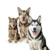 Dog Shampoo Conditioner Cosmos 5X Cleaning Power-5