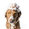 Arm Hammer Dog Shampoo 4 2 Ounce Dry Powder-3