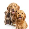 Cosmos Corporation Dog Shampoo Hypoallergenic 1 Gallon-5