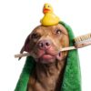 Puppy Shampoo Conditioner Espree Tear Free Gentle-2