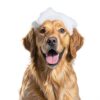 Cosmos Corporation Dog Shampoo Hypoallergenic 1 Gallon-3