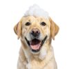 Dog Shampoo Conditioner Cosmos 5X Cleaning Power-3