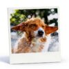 BUGALUGS Dog Shampoo Conditioner for All Breeds-6