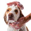 Dog Shampoo Spectrum Lavender 16oz Odor Control-3