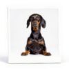 BUGALUGS Dog Shampoo Conditioner for All Breeds-7