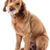 Dog Shampoo Spectrum Lavender 16oz Odor Control-8