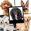 BUGALUGS Dog Shampoo Conditioner for All Breeds-5