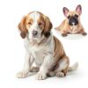Oatmeal Dog Shampoo by AnyPet International Soothing Herbal Pack 6-4