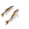 Swimming Creatures 5 PCS Assorted Tropical Fish Freshwater Aquarium-5