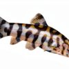 Swimming Creatures 5 PCS Assorted Tropical Fish Freshwater Aquarium-2