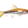 Swimming Creatures 5 PCS Assorted Tropical Fish Freshwater Aquarium-3