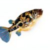 Swimming Creatures 5 PCS Assorted Tropical Fish Freshwater Aquarium-4