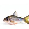 Swimming Creatures 5 PCS Assorted Tropical Fish Freshwater Aquarium-6