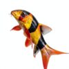 Swimming Creatures 5 PCS Assorted Tropical Fish Freshwater Aquarium-1