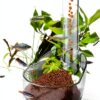 Shrimp Feeding Tube KINGYEENUO Aquarium Feeder with Adjustable Height-3