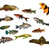 Swimming Creatures 5 PCS Assorted Tropical Fish Freshwater Aquarium-0