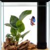 Betta Fish Tank Pronetcus 2 Gallon Glass Aquarium Starter Kit Black-0