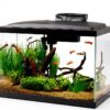 Aqueon Aquarium Fish Tank Starter Kit 10 Gallon with LED Lighting-4