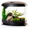 Aqueon LED MiniBow Small Aquarium Fish Tank Kit with SmartClean Technology, Black, 5 Gallon-3